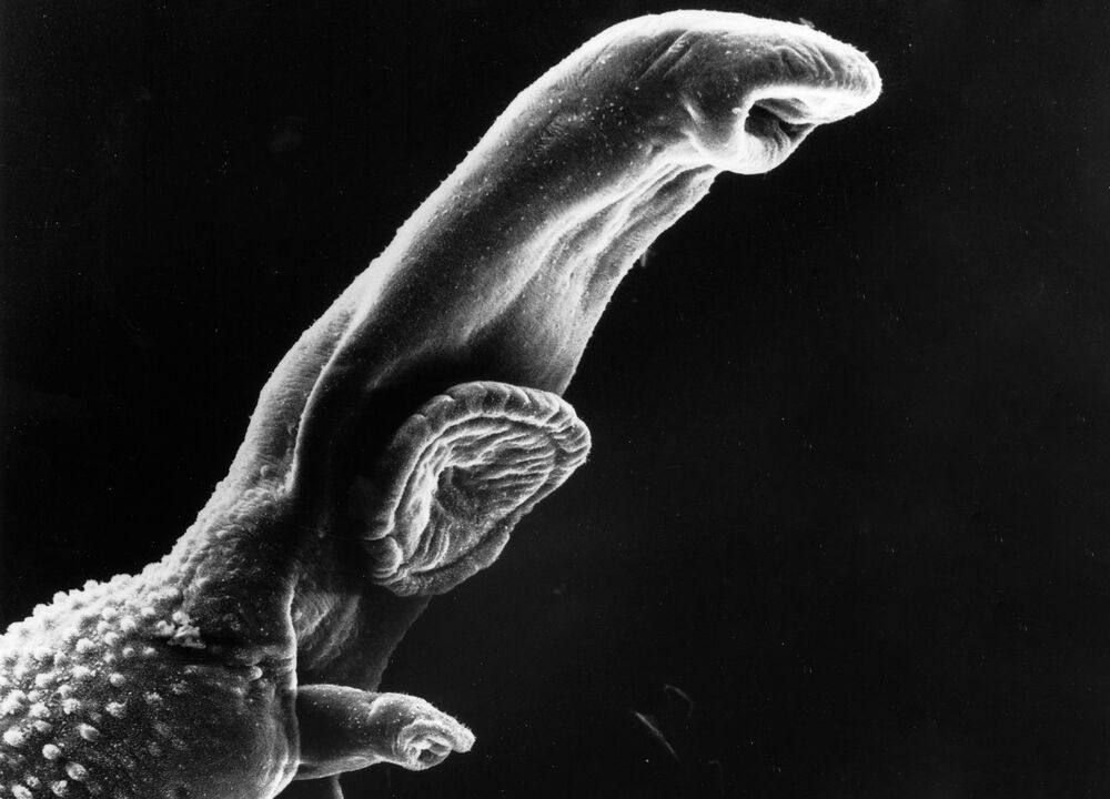 Schistosoma je parazit, jehož životní cyklus vyžaduje mezihostitele. 