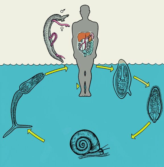 Schéma životního cyklu Schistosoma