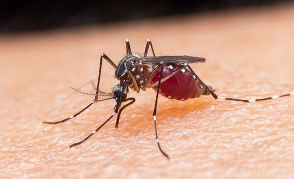 komár je nositelem parazitů prvoků a malárie