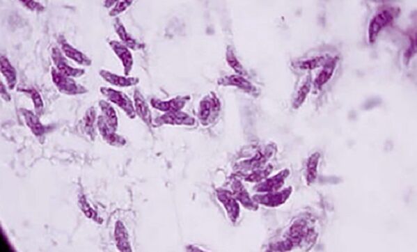 původce toxoplazmózy protozoální parazit toxoplasma gondii