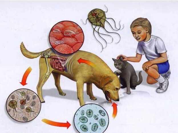 způsoby infekce dítěte parazity